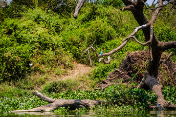 Fototapeta premium Kingfisher perched on a bare tree above a wetland in Queen Elizabeth National Park