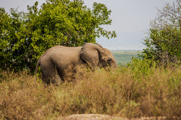 Obraz premium African elephant walking through tall grass near Queen Elizabeth National Park