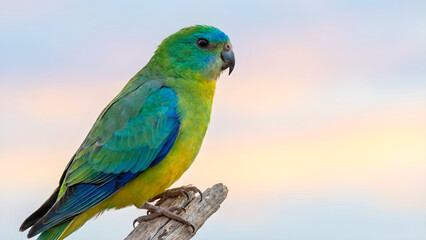 Obraz premium Stunning Blue and Green Parakeet perched on a rustic branch