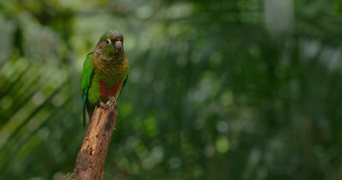 Maroon-bellied Parakeets Perching on Branch, Taking Off in Rainy Tropical Forest