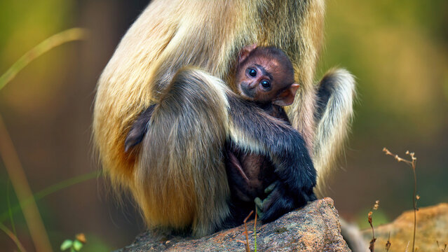 Gray langur mother holding infant monkey, wild langur monkey with baby in natural habitat, primate maternal care in the forest