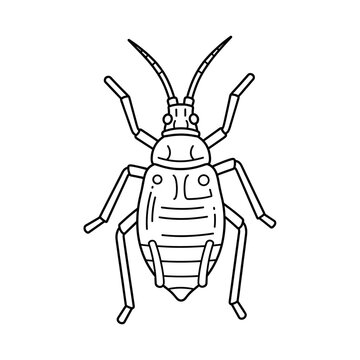 Black and white line drawing of an insect, possibly an aphid or a beetle, viewed from above.