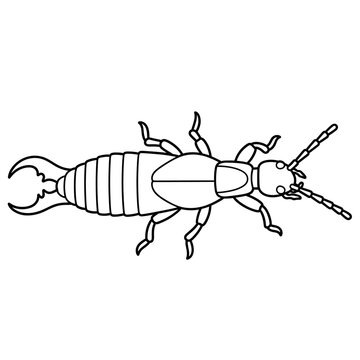 Black and white line drawing of an earwig insect from a top-down perspective, showing its segmented body, six legs, antennae, and distinctive pincers at the rear.