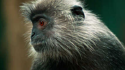 Silvered leaf monkey profile portrait, dusky langur with grey fur and orange eyes, wild primate in tropical jungle habitat, exotic wildlife photography © I'm_coming