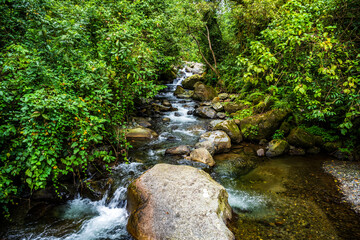 Rocky forest stream in Kibale National Park with dense tropical vegetation © Emad Aljumah