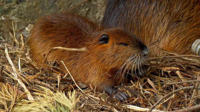 Young nutria resting on dry straw, baby coypu with brown fur in natural habitat, semi-aquatic rodent Myocastor coypus in wildlife sanctuary