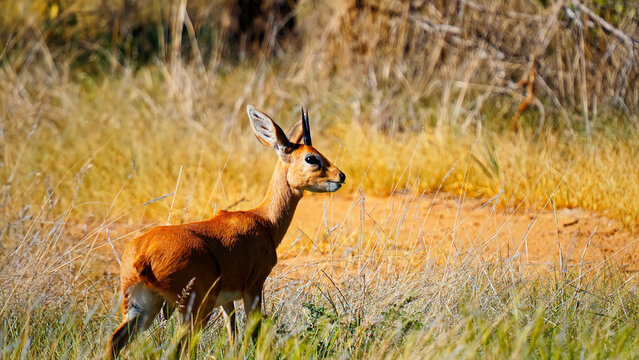 Steenbok antelope standing in golden savanna grass, small African buck in natural wilderness habitat, wild steenbok in dry bushveld landscape