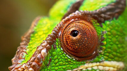 Macro chameleon eye detail with vibrant green scales, exotic reptile skin texture, extreme close-up of colorful lizard head and turret eye © I'm_coming