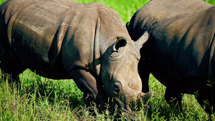 Majestic white rhinoceros grazing in green savanna, powerful wild rhino in natural habitat, African wildlife safari photography of endangered species © I'm_coming