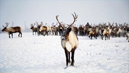 Majestic reindeer herd in snowy arctic landscape, caribou with large antlers in winter tundra, wild deer migration across frozen white field © I'm_coming