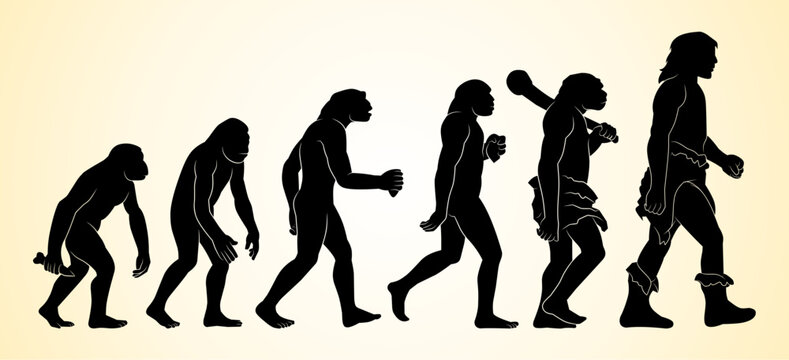 Silhouette sequence illustrating human evolution from early primates to modern humans, highlighting stages of development and upright walking progression.