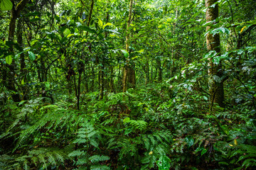 Obraz premium Dense tropical rainforest vegetation near Kibale Forest in western Uganda