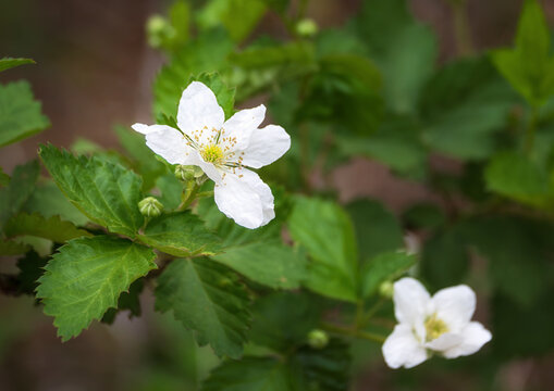 White flowering Sawtooth blackberry or Highbush blackberry (Rubus argutus) vine plant in the spring 