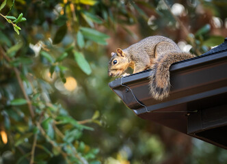 Squirrel peeking out from the roof edge. A tree in the background.  © leekris