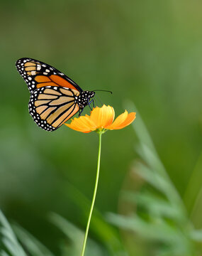 Migrating Monarch butterfly (Danaus plexippus) feeding on a yellow Cosmos flower in Texas autumn. Natural soft green background with copy space. 