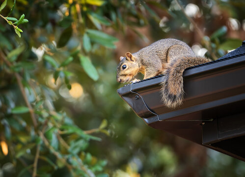 Squirrel peeking out from the roof edge. A tree in the background. 
