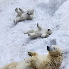 Funny Polar bear cubs with mom © Anton Belovodchenko