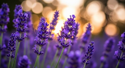 Fototapeta premium A field of purple flowers with the sun shining through the clouds