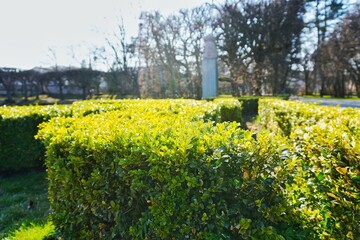 Obraz premium Sunlit Boxwood Hedge in a Formal Garden with Blurred Background