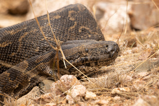 African Rock Python Close-Up Profile, Head and Coiled Body, Rocky Bushveld, South Africa