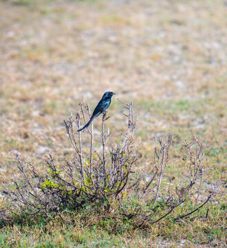 Black drongo perched on a thorny bush in Mannar, Sri Lanka. 
