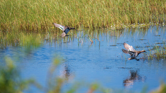 Garganey ducks landing on the wetland water in Mannar, Sri Lanka. 