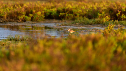 Fototapeta premium Greater sand plover foraging in shallow waters at Mannar, Sri Lanka. Soft golden light reflections and natural lagoon habitat