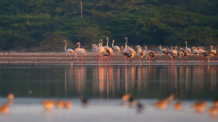 Large flock of greater flamingos foraging in shallow waters at Mannar lagoon, Sri Lanka. Coastal scrub and calm reflective water under soft morning light © nilanka