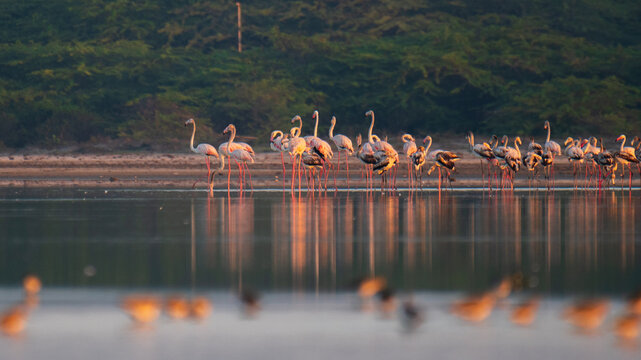 Large flock of greater flamingos foraging in shallow waters at Mannar lagoon, Sri Lanka. Coastal scrub and calm reflective water under soft morning light