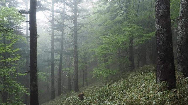 亜高山の樹林帯の景色。濃霧。ガス。新緑の季節。野鳥の声。登山。トレッキング。雨の高山の森林の景色。自然風景。環境保護。悪天候。雨具や長靴など足元の備え。準備と注意喚起。
