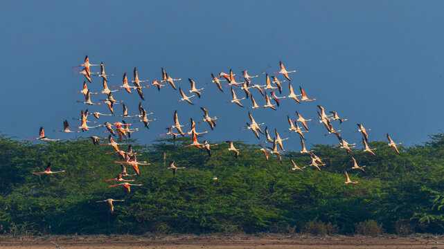 Flock of flamingos flying over Mannar lagoon, Sri Lanka. Coastal sandbar and lush green mangrove background under a clear blue sky