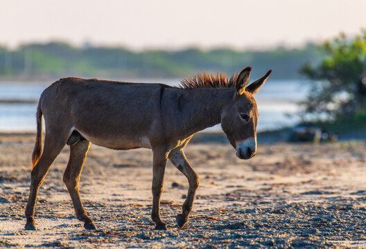 Wild donkey walking along the sandy shore at Mannar lagoon, Sri Lanka. Soft backlit light and blurred water and greenery in the background