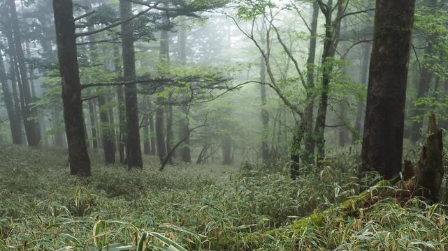 亜高山の樹林帯の景色。濃霧。ガス。新緑の季節。野鳥の声。登山。トレッキング。雨の高山の森林の景色。自然風景。環境保護。悪天候。雨具や長靴など足元の備え。準備と注意喚起。