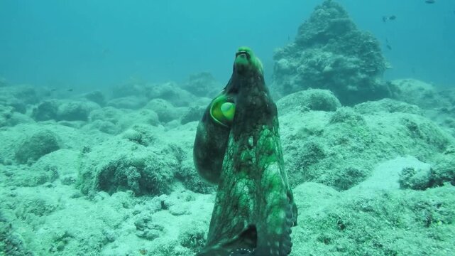 Animal behavior animal habitat animals NOAA featuring marine and wildlife species observed within protected natural ecosystems and ocean environments monitored for conservation and research. 