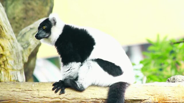 Ring-tailed lemur and black-and-white ruffed lemur featuring distinctive primates known for their striking fur patterns, expressive eyes, and social behavior. Native to Madagascar, 