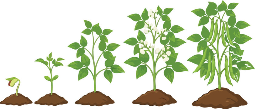 Bean plant growth stages with seedling, gardening vector illustration.