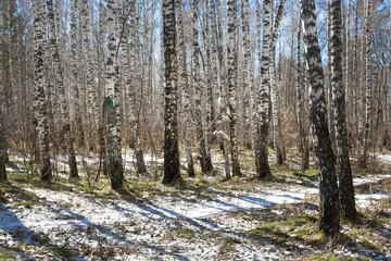 Fototapeta premium Beautiful birch forest landscape in early spring with melting snow