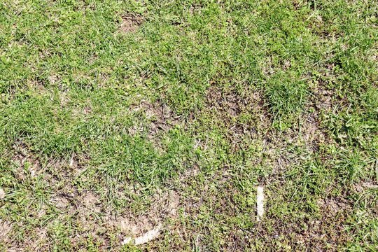 A close view of the green grass turf surface.