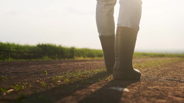 A person walking on a dirt road. Farmer goes on a road at sunset. Farmers walk close up on their legs in agriculture. An individual lifestyle strolling along a dusty path.