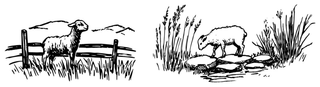 Lamb in rural meadow near wooden fence and pond in vintage sketch style