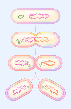 binary fission bacteria diagram, microbiology cell division illustration for education, colorful pastel scientific infographic vector 