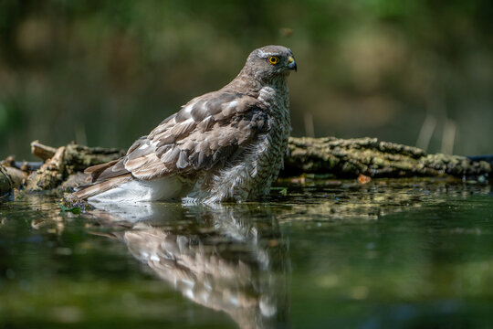 The sparrowhawk is bathing in the birdbath.
