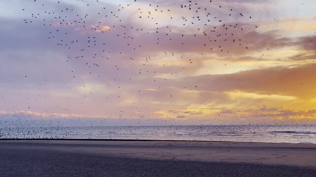  A Swarm of birds at nigt, at the beach of Blackpool, UK.