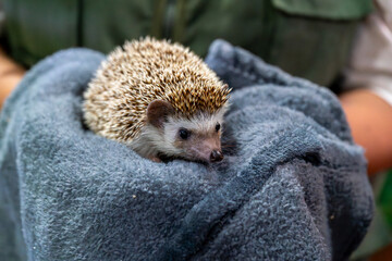 Adorable hedgehog resting on blanket, small pet animal closeup, cozy indoor environment, soft texture, wildlife detail, care and protection concept © Productions