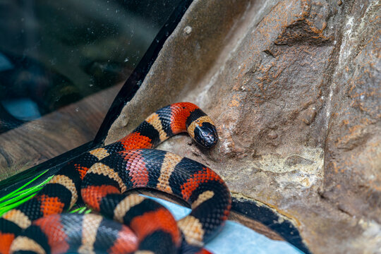 False coral snake resting on rock, colorful reptile closeup, nonvenomous mimic species, detailed scales, exotic wildlife, nature scene