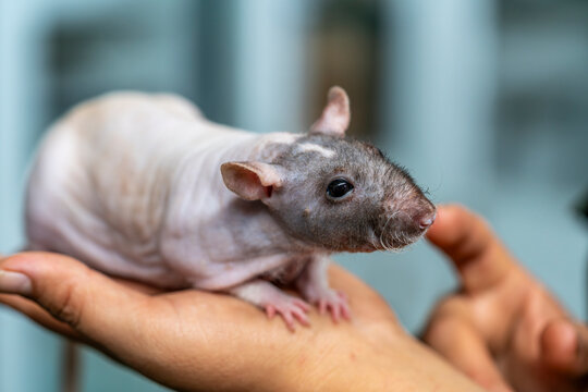 Hairless rat held by hands, exotic pet rodent, smooth skin, closeup detail, domestic animal, indoor habitat, human interaction concept
