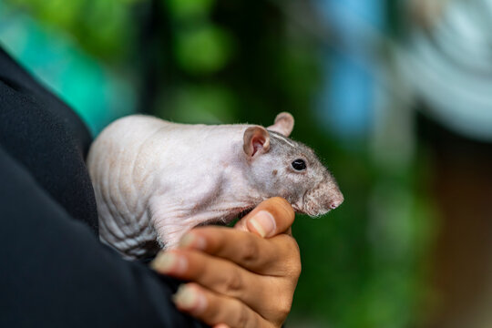 Hairless rat held by hands, exotic pet rodent, smooth skin, closeup detail, domestic animal, indoor habitat, human interaction concept