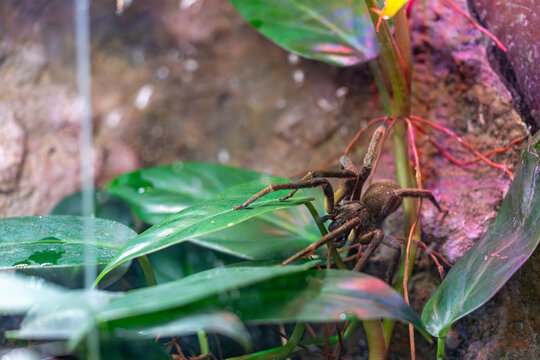 Banana spider on tropical plant, wandering spider closeup, venomous arachnid, rainforest habitat, macro detail, wildlife image concept
