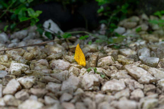 Phoebis butterfly on rocky ground, yellow sulphur insect, minimal nature scene, macro detail, natural habitat, background concept image