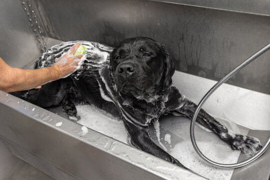 Black labrador lying in foamy self service dog wash tub, owner scrubs wet back with a soapy pad in a stainless bath while the relaxed dog stretches out during shampoo grooming